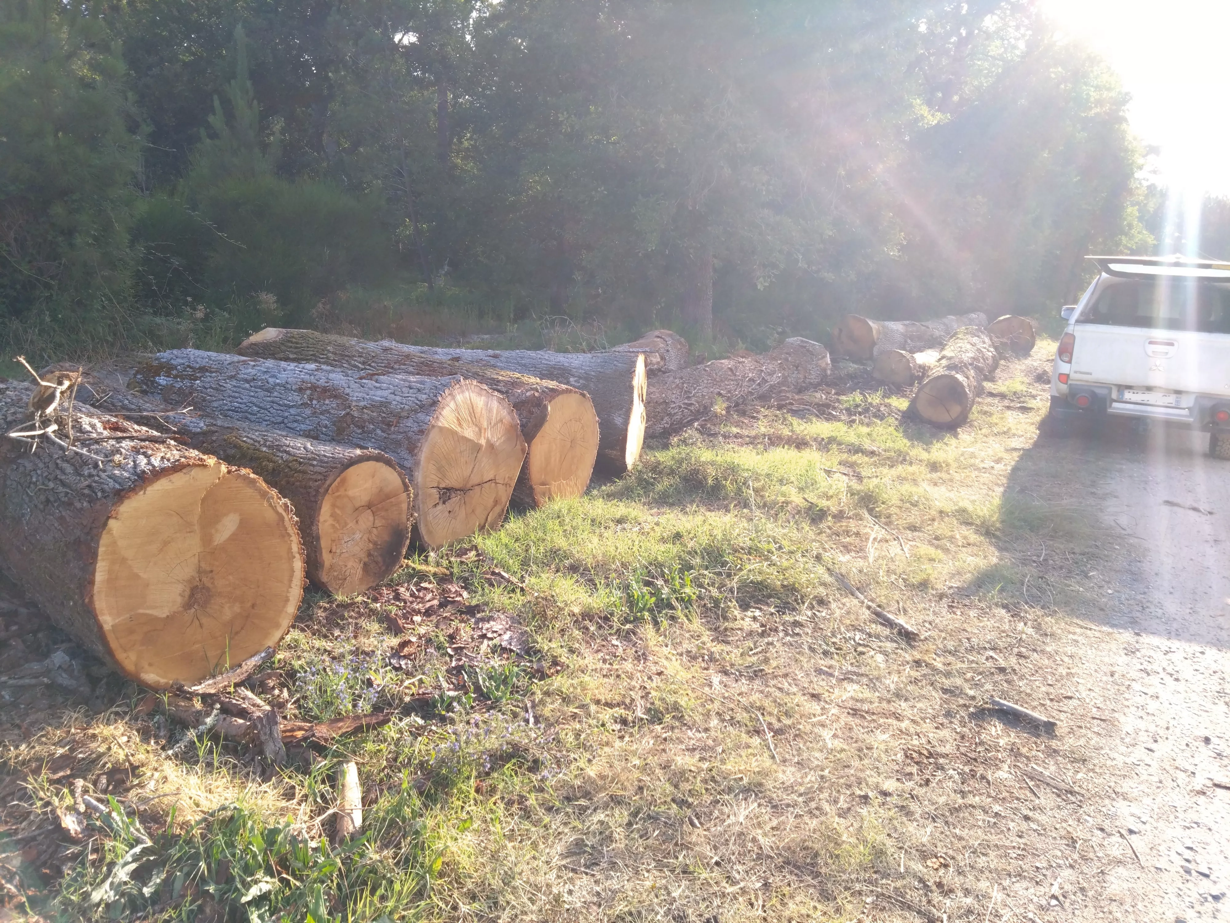 vente de bois de chauffage à Langon en Gironde (33)